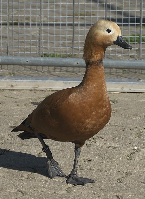从本次出色