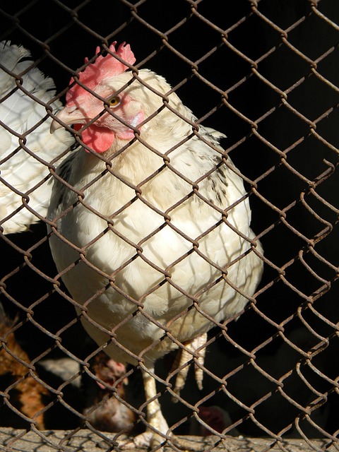 群体活动中 群体活动中