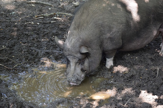 阿玛吉的领 阿玛吉的领